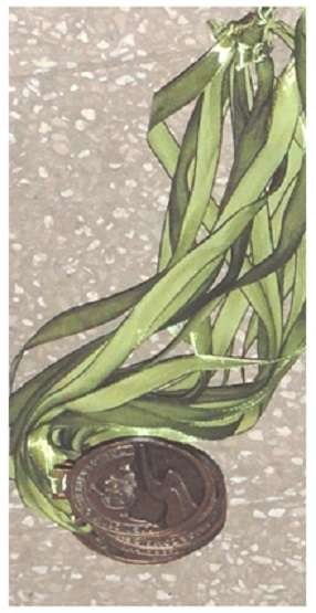 Baby Zona Oeste Medallas