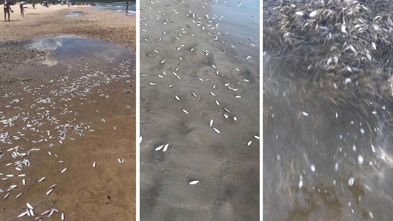 Cientos De Peces Muertos Aparecieron En La Costa En Playa Hermosa Pan De Azucar Web