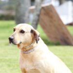 Castraciones caninas: este viernes 29 de mayo se realizará una guardia especial