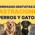 Calendario de castraciones caninas y felinas de julio ya disponible