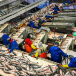 Convocatoria para empleo en procesadora de pescado en Solís de Mataojo