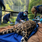 Evaluación rutinaria a la yaguareté Marga en la ECFA