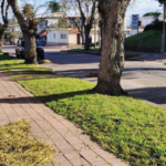 Operativos de limpieza y poda en Piriápolis